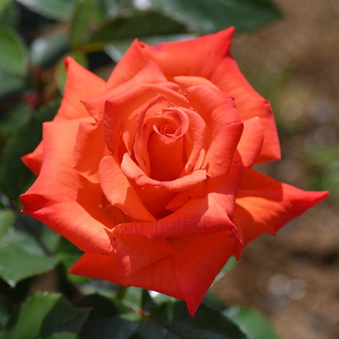 バラ ロクレア｜花の手帖の薔薇図鑑