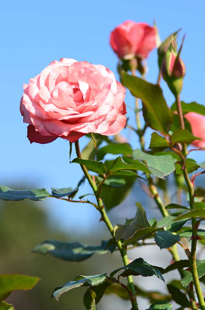 バラ 浪漫｜花の手帖の薔薇図鑑