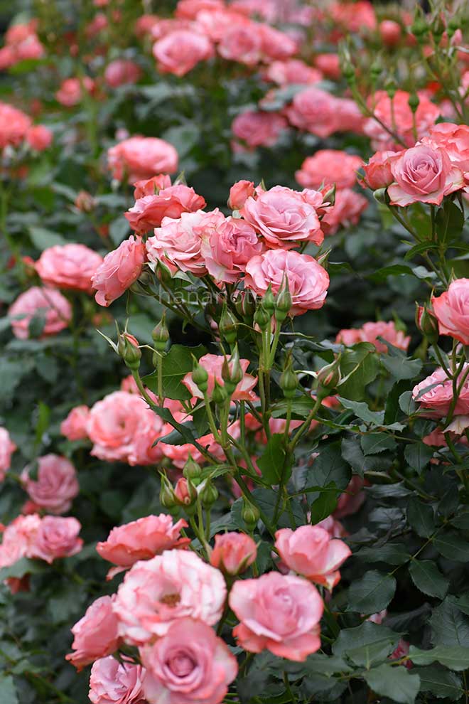 バラ 浪漫｜花の手帖の薔薇図鑑