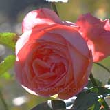 バラ ロマンティカ '76｜花の手帖の薔薇図鑑