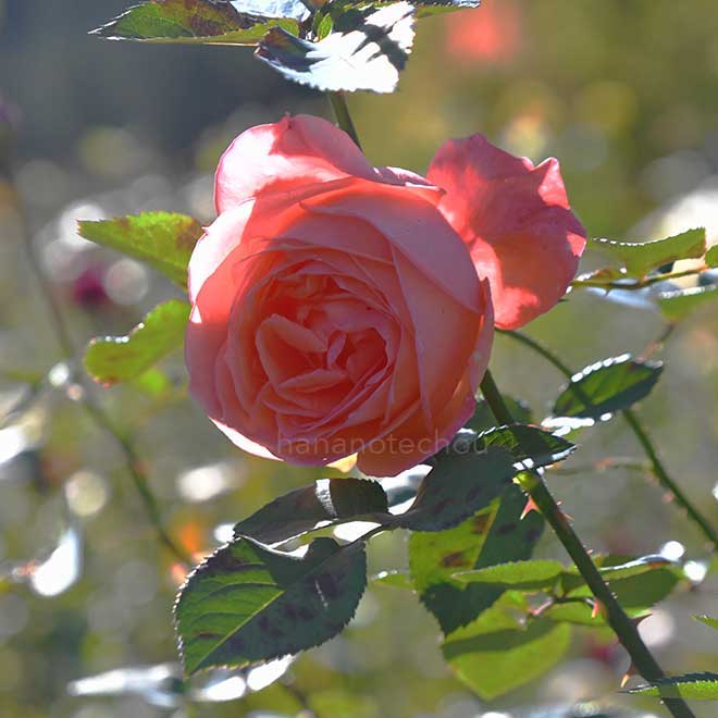 バラ ロマンティカ '76｜花の手帖の薔薇図鑑