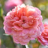 バラ ロマンティック アンティーク｜花の手帖の薔薇図鑑