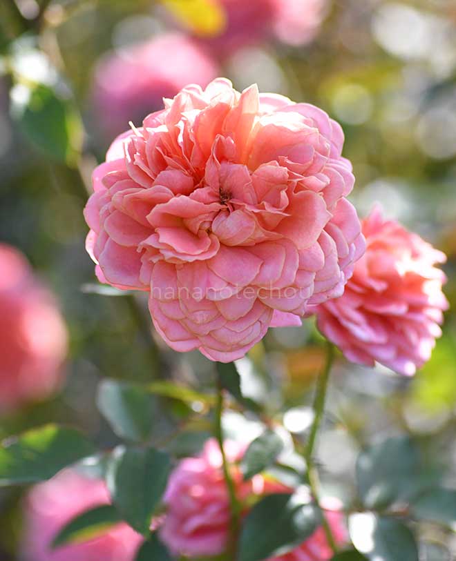 バラ ロマンティック アンティーク｜花の手帖の薔薇図鑑