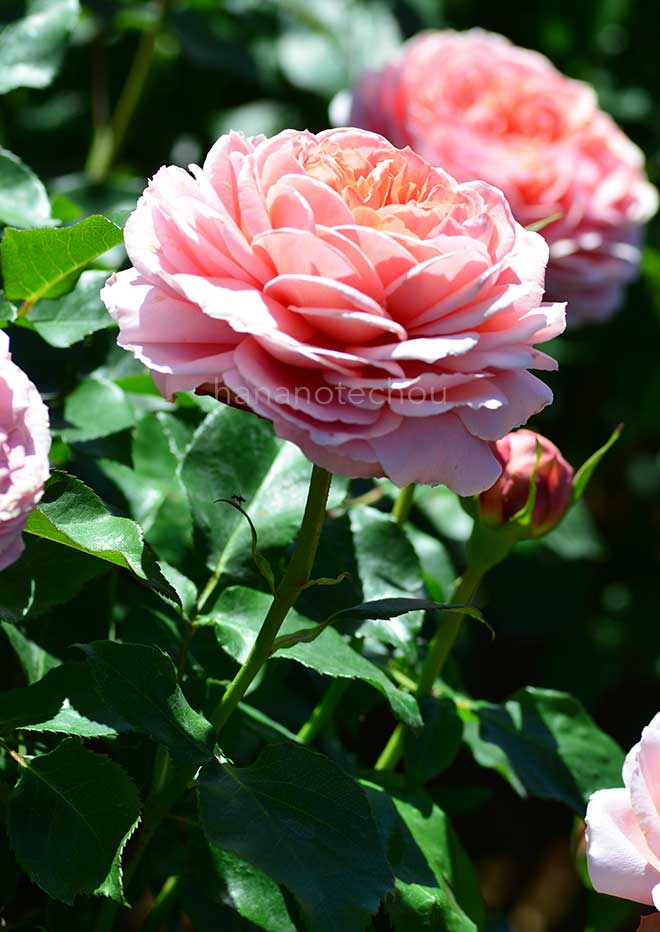 バラ ロマンティック アンティーク｜花の手帖の薔薇図鑑