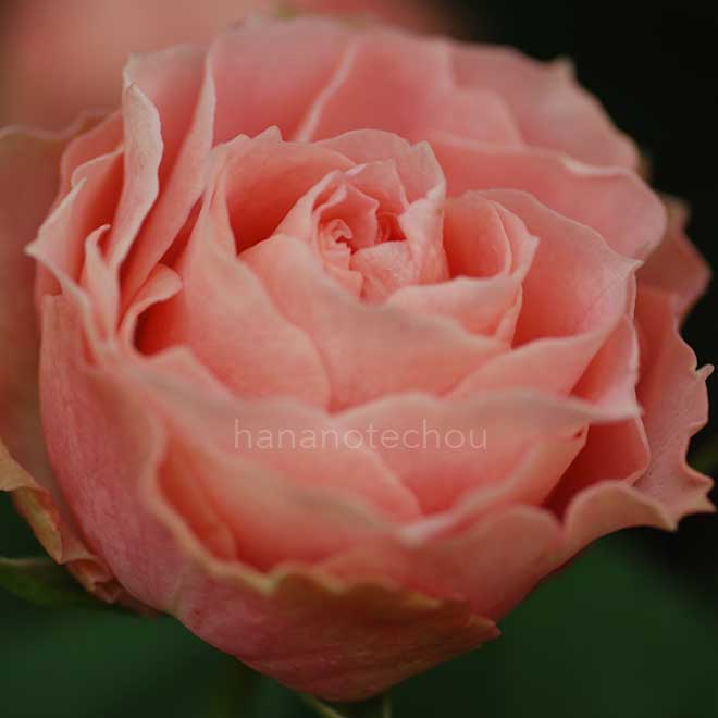 バラ ロマンチック レース｜花の手帖の薔薇図鑑