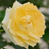 バラ ロマンティック メモリーズ｜花の手帖の薔薇図鑑