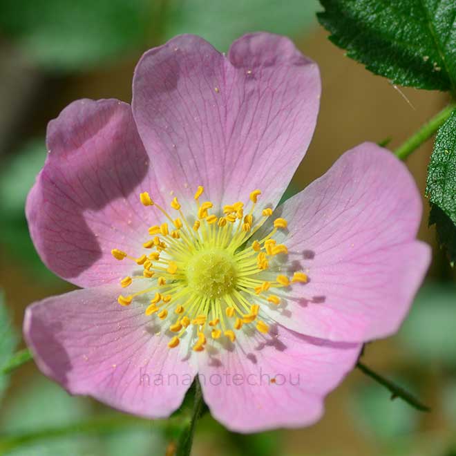 バラ ロサ　バルカリカ｜花の手帖の薔薇図鑑