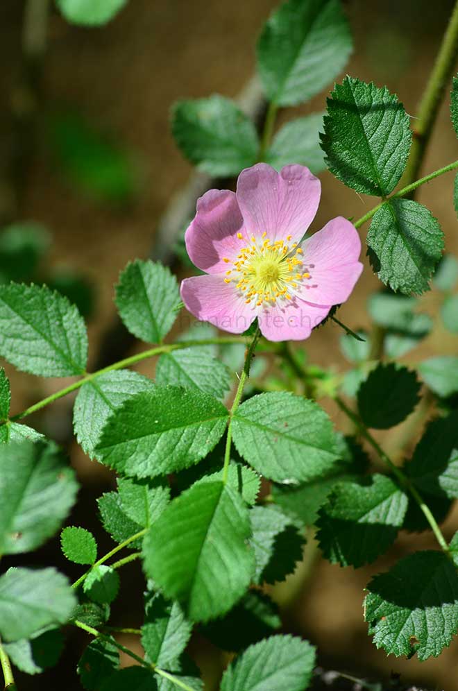 バラ ロサ　バルカリカ｜花の手帖の薔薇図鑑