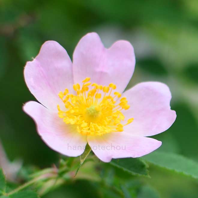 バラ ロサカニナイネルミス｜花の手帖の薔薇図鑑
