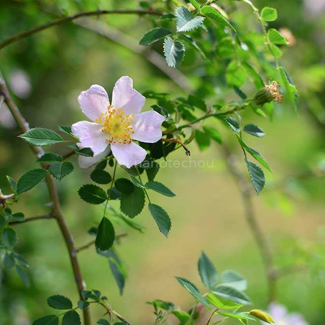 バラ ロサカニナイネルミス｜花の手帖の薔薇図鑑