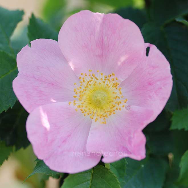 バラ ロサカニナ x ロサガリカ｜花の手帖の薔薇図鑑