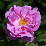 バラ ｜花の手帖の薔薇図鑑