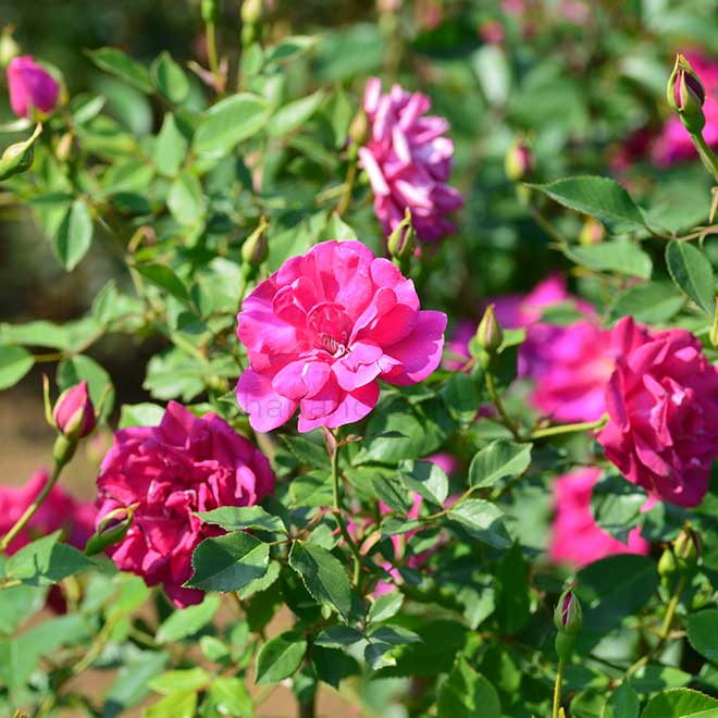 バラ ロサキネンシス（庚申バラ）｜花の手帖の薔薇図鑑