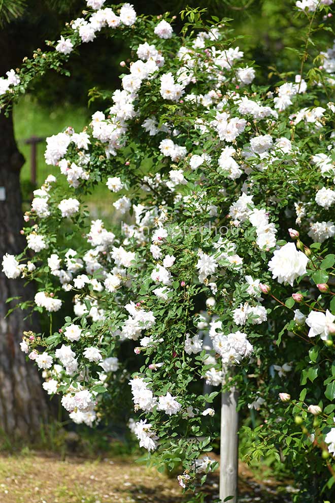 バラ ロサ キネンシス アルバ｜花の手帖の薔薇図鑑