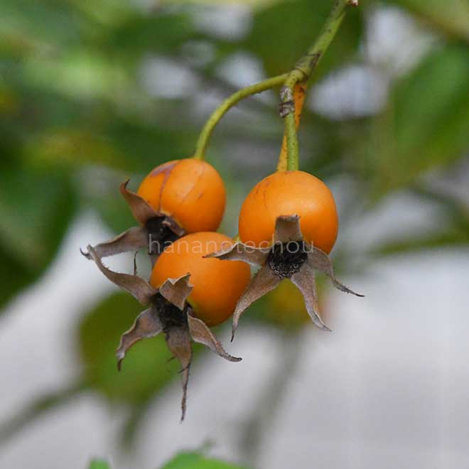 バラ ロサ キネンシス アルバ｜花の手帖の薔薇図鑑