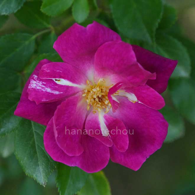 バラ ｜花の手帖の薔薇図鑑