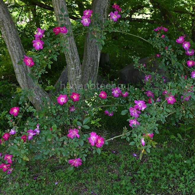 バラ ｜花の手帖の薔薇図鑑