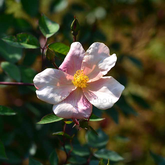 バラ ロサ キネンシス ムタビリス｜花の手帖の薔薇図鑑