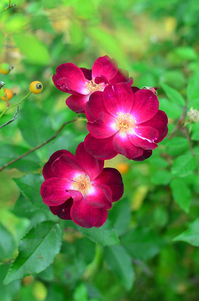 バラ ロサ キネンシス レッド｜花の手帖の薔薇図鑑