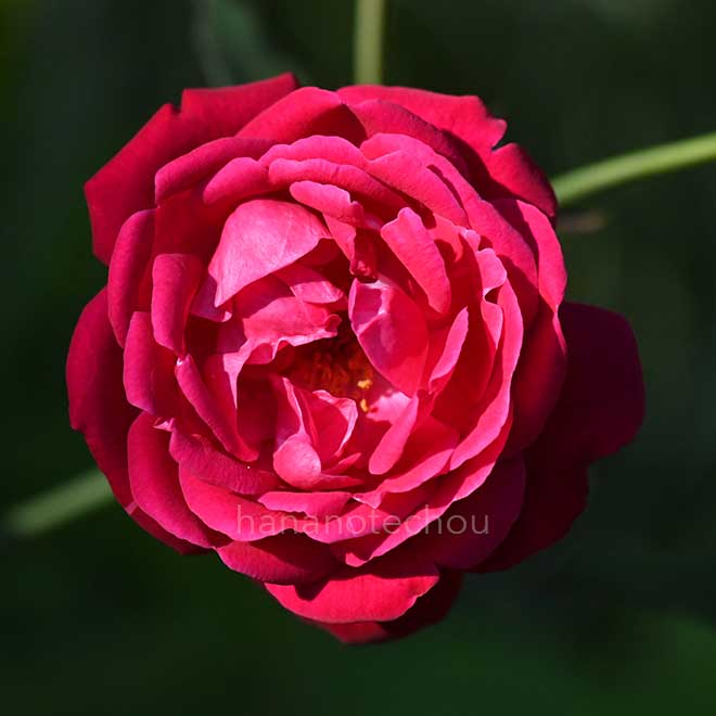 バラ センパフローレンス｜花の手帖の薔薇図鑑