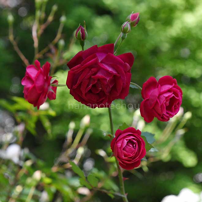 バラ センパフローレンス｜花の手帖の薔薇図鑑