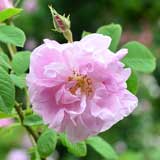 バラ ｜花の手帖の薔薇図鑑