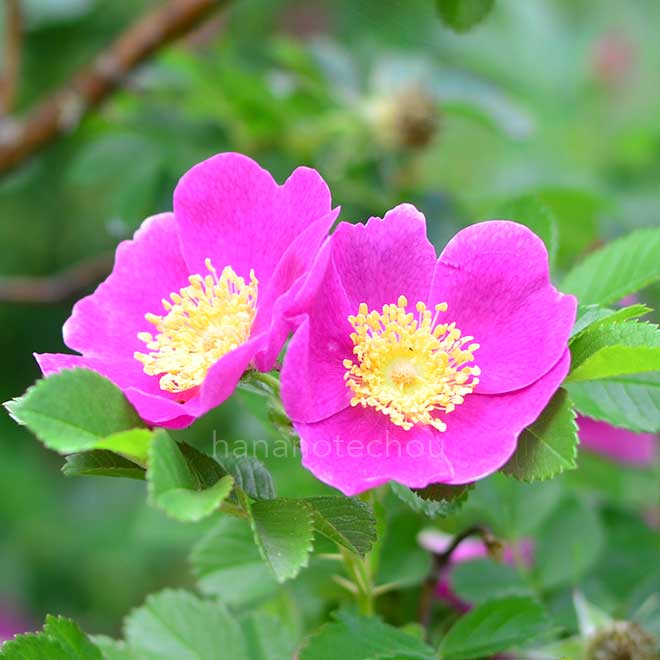 バラ ロサ ダブリカ｜花の手帖の薔薇図鑑