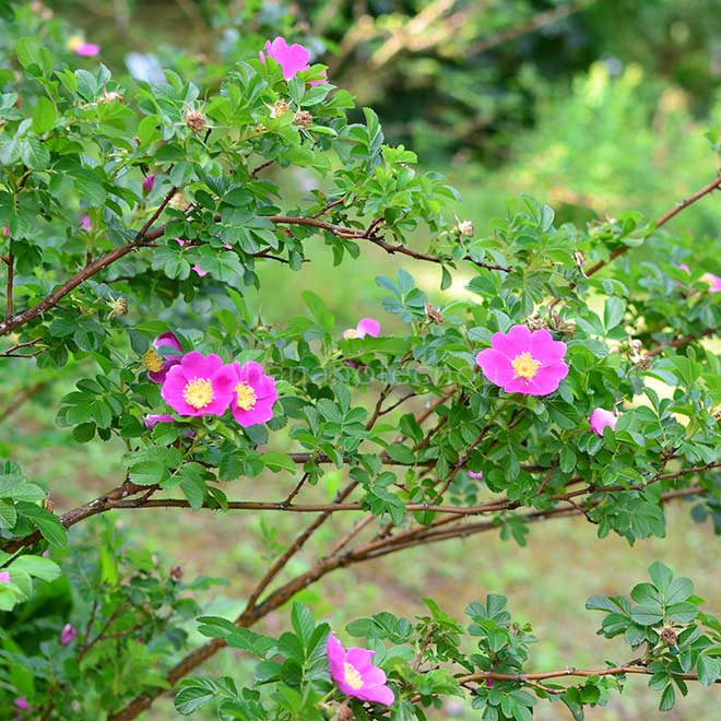 バラ ロサ ダブリカ｜花の手帖の薔薇図鑑