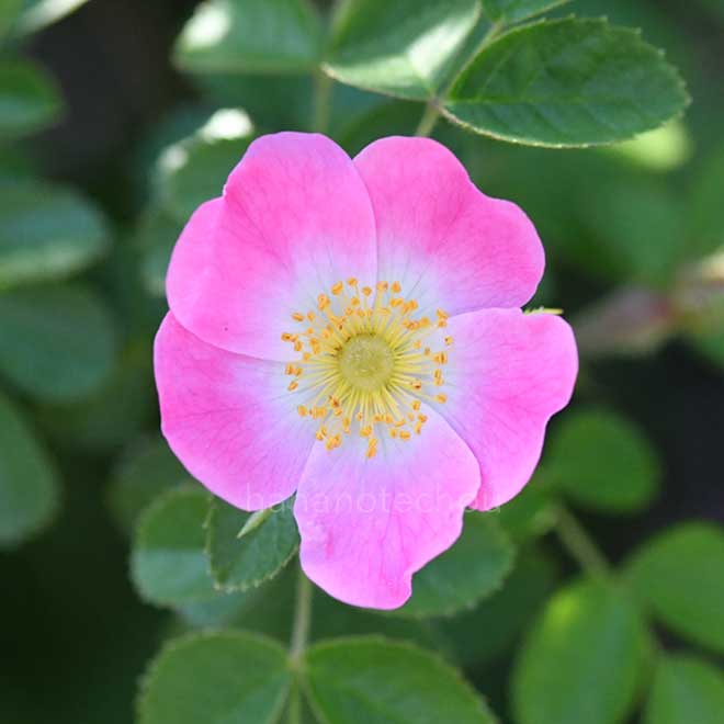 バラ ロサ エグランテリア｜花の手帖の薔薇図鑑