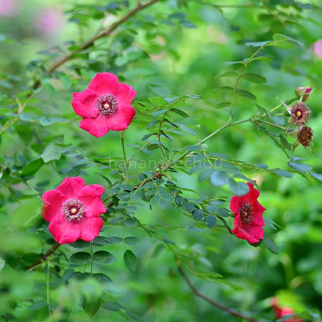 バラ ロサ ファルグシー ブランジェ｜花の手帖の薔薇図鑑