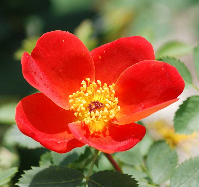 バラ ロサ フェティダ ビカラー
｜花の手帖の薔薇図鑑