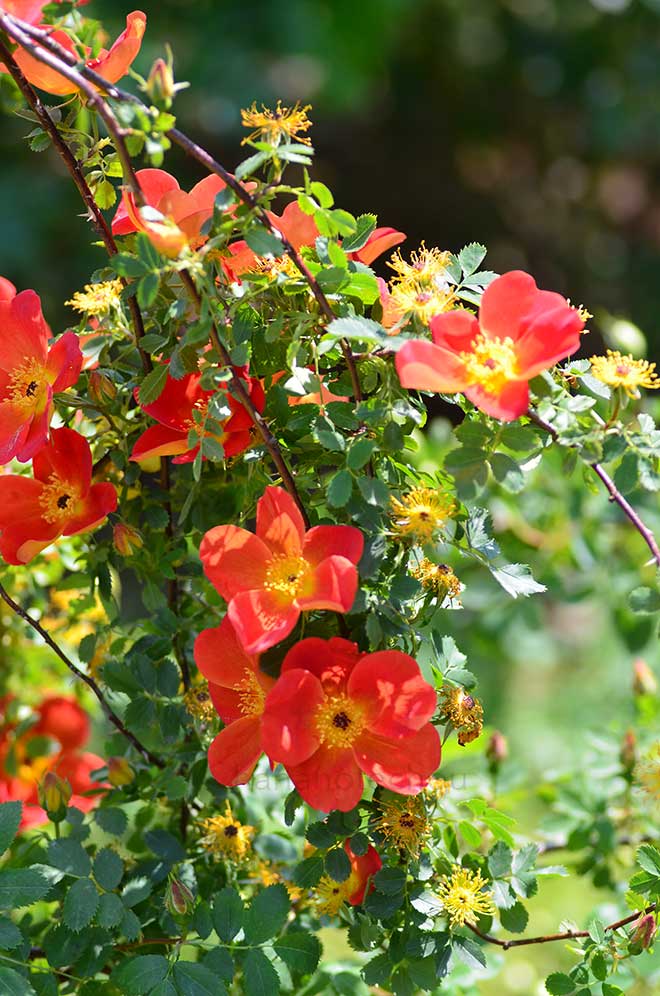 バラ ロサ フェティダ ビカラー
｜花の手帖の薔薇図鑑