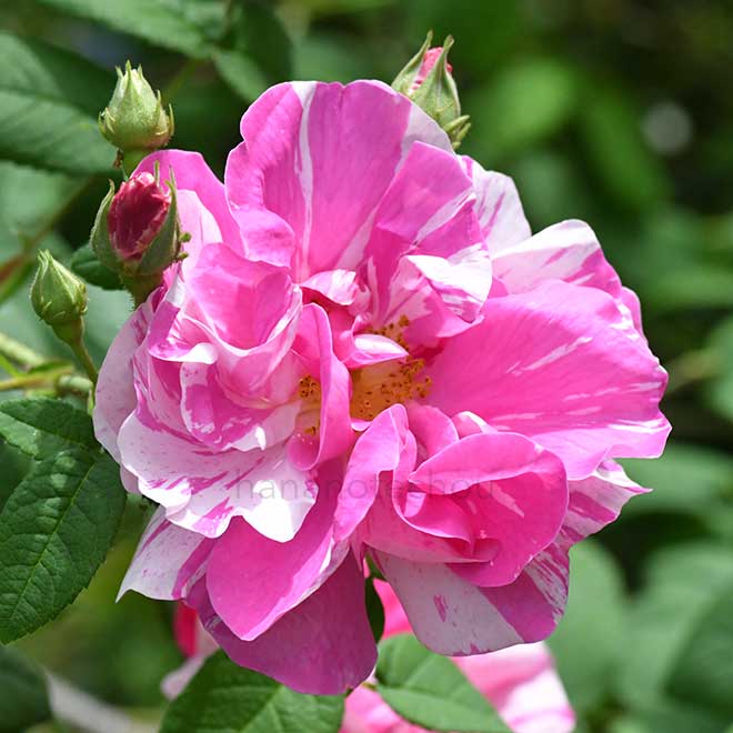 バラ ロサガリカヴェルシコロール｜花の手帖の薔薇図鑑