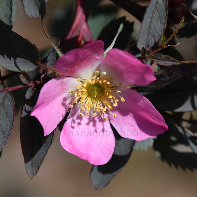 バラ ロサグラウカ｜花の手帖の薔薇図鑑
