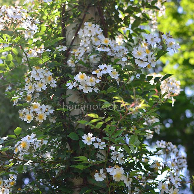 バラ ロサ ヘレナ｜花の手帖の薔薇図鑑