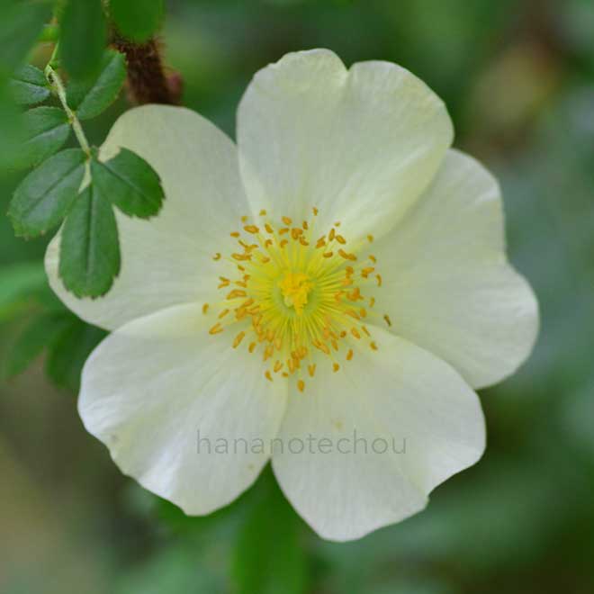 バラ ロサ ユーゴニス｜花の手帖の薔薇図鑑