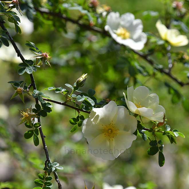 バラ ロサ ユーゴニス｜花の手帖の薔薇図鑑