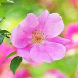 バラ ロサ レビガータ ピンク｜花の手帖の薔薇図鑑
