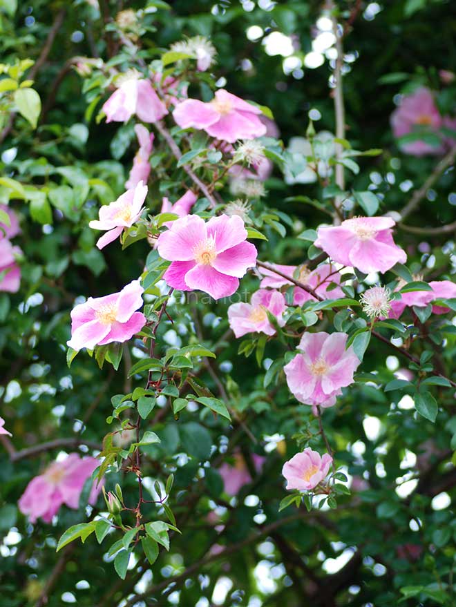 バラ ロサ レビガータ ピンク｜花の手帖の薔薇図鑑