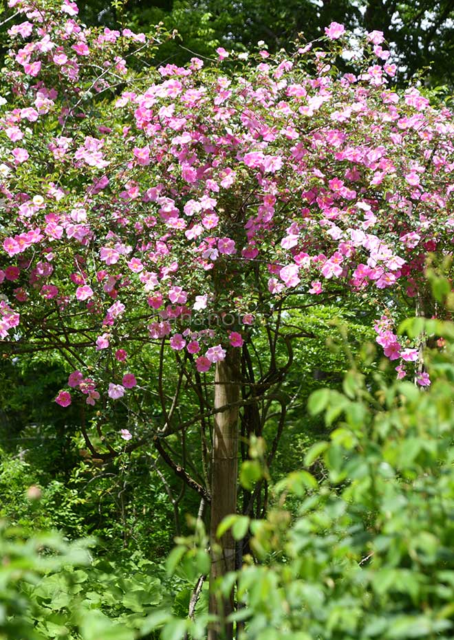 バラ ロサ レビガータ ピンク｜花の手帖の薔薇図鑑