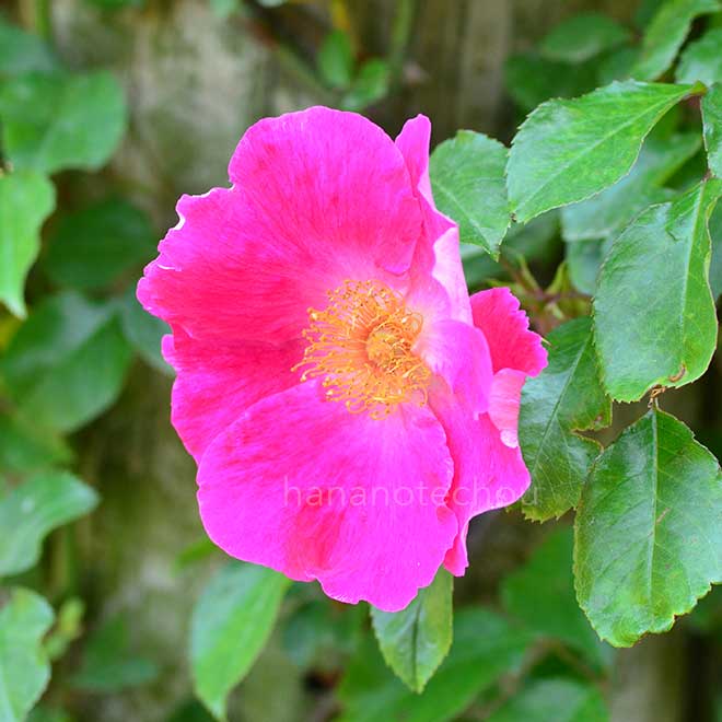 バラ ロサ レビガータ レッド｜花の手帖の薔薇図鑑