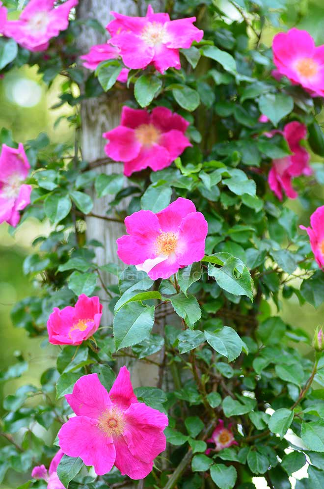 バラ ロサ レビガータ レッド｜花の手帖の薔薇図鑑