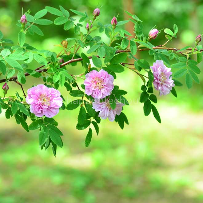 バラ ロサ マジャリス フォエクンディッシマ｜花の手帖の薔薇図鑑