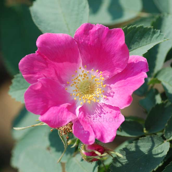 バラ ロサ ヴィローサ モリッシマ｜花の手帖の薔薇図鑑