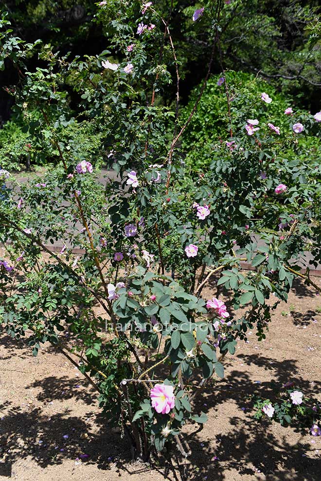 バラ ロサ ヴィローサ モリッシマ｜花の手帖の薔薇図鑑