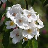 バラ ｜花の手帖の薔薇図鑑