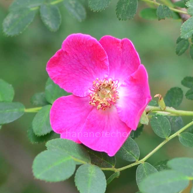 バラ ロサモエシーハイダウンネンシス｜花の手帖の薔薇図鑑