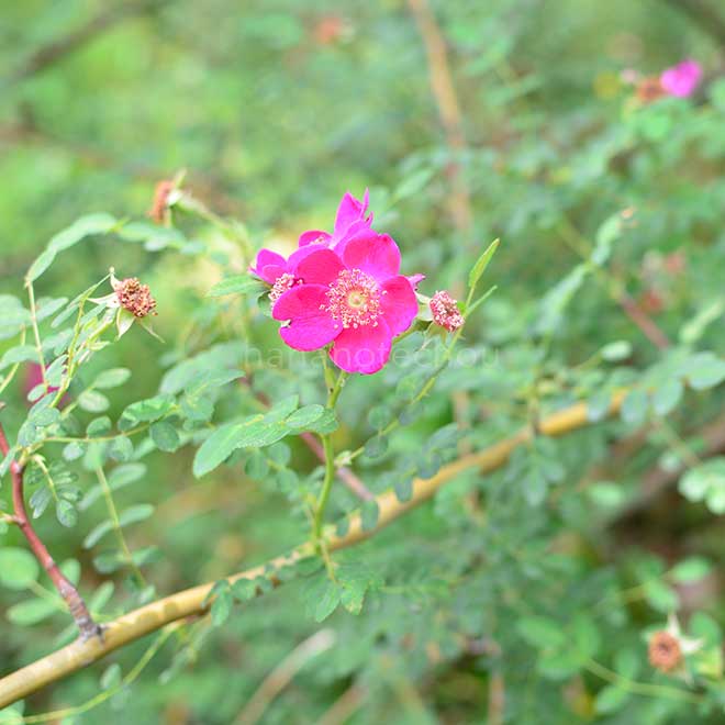 バラ ロサモエシーハイダウンネンシス｜花の手帖の薔薇図鑑