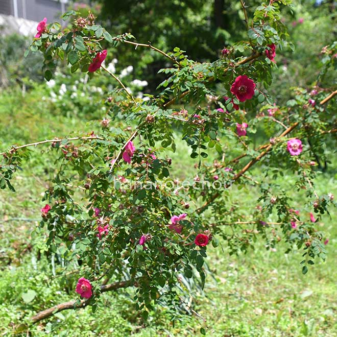 バラ ロサモエシーシーリングワックス｜花の手帖の薔薇図鑑