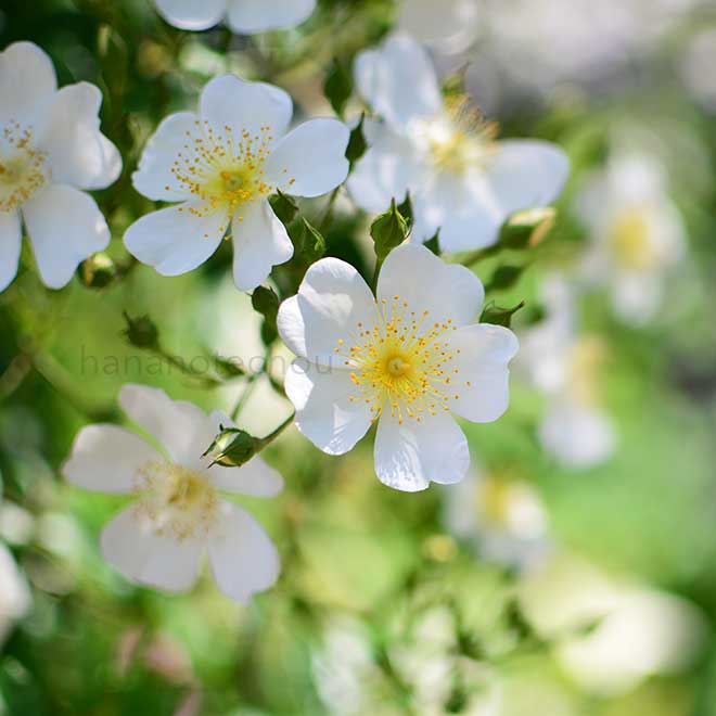 バラ  ｜花の手帖の薔薇図鑑